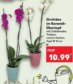 Kaufland Orchidee im Keramik Übertopf Angebot