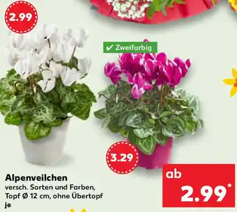 Kaufland Alpenveilchen Angebot