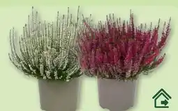 Aldi Nord Gardenline Callunenbüsche Angebot