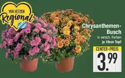 E-Center Chrysanthemen- Busch Angebot