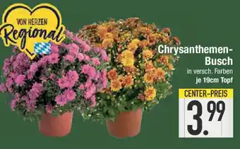 E-Center Chrysanthemen- Busch Angebot