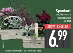 E-Center Spankorb Angebot