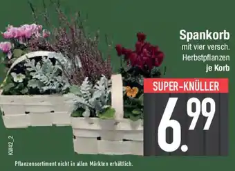 E-Center Spankorb Angebot