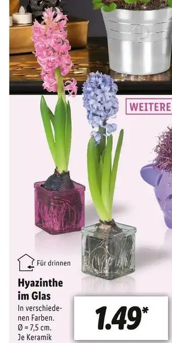 Lidl Hyazinthe im glas Angebot