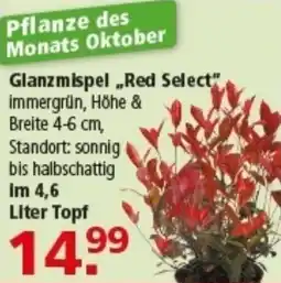 Multi Markt Glanzmispel „Red Select" Angebot
