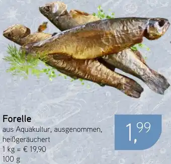 Dornseifer Forelle Angebot