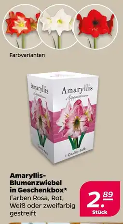 NETTO Amaryllis-blumenzwiebel in geschenkbox Angebot