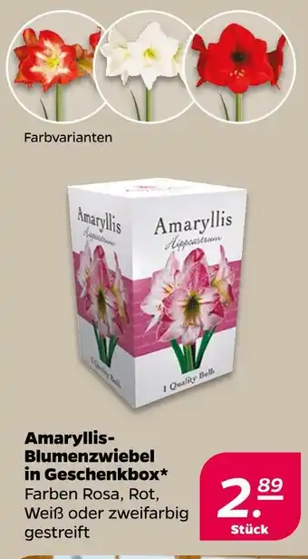NETTO Amaryllis-blumenzwiebel in geschenkbox Angebot