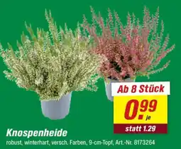 toom Baumarkt Knospenheide Angebot