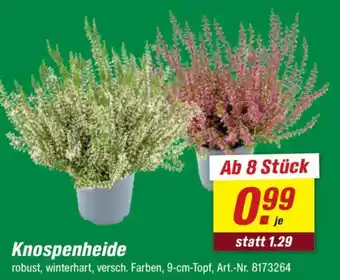 toom Baumarkt Knospenheide Angebot