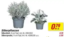 toom Baumarkt Silberpflanzen Angebot