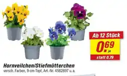 toom Baumarkt Hornveilchen/Stiefmütterchen Angebot