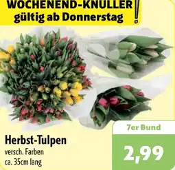 Aktiv Irma Herbst-Tulpen Angebot