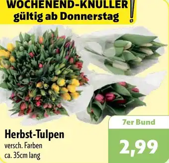 Aktiv Irma Herbst-Tulpen Angebot