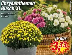 Posten Börse Chrysanthemen Busch XL Angebot