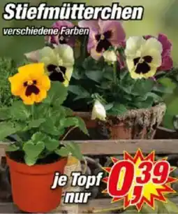 Posten Börse Stiefmütterchen Angebot