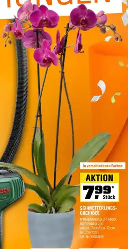 OBI SCHMETTERLINGS- ORCHIDEE (Phalaenopsis) Angebot