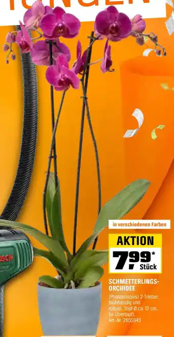 OBI SCHMETTERLINGS- ORCHIDEE (Phalaenopsis) Angebot