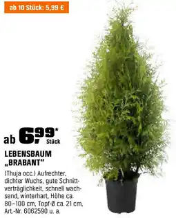 OBI LEBENSBAUM ,,BRABANT" Angebot