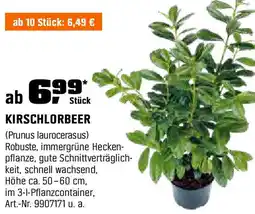 OBI KIRSCHLORBEER (Prunus laurocerasus) Angebot