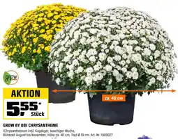 OBI GROW BY OBI CHRYSANTHEME Angebot