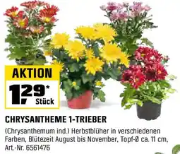OBI CHRYSANTHEME 1-TRIEBER Angebot