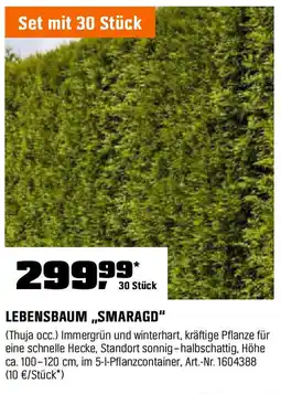 OBI LEBENSBAUM,,SMARAGD" Angebot