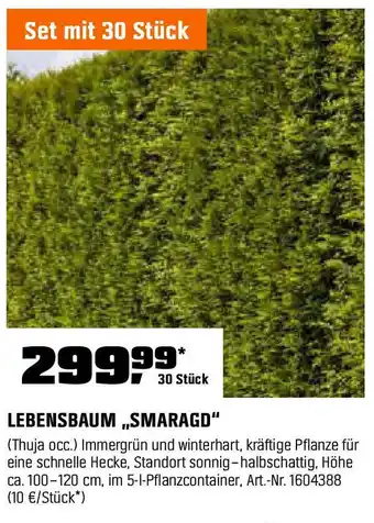 OBI LEBENSBAUM,,SMARAGD" Angebot