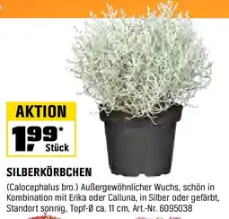 OBI SILBERKÖRBCHEN Angebot