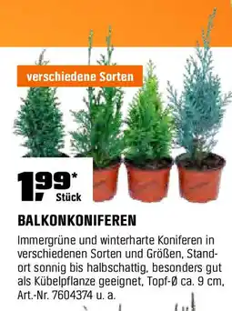 OBI BALKONKONIFEREN Angebot