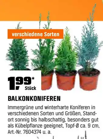 OBI BALKONKONIFEREN Angebot