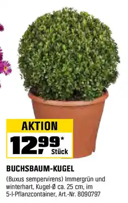 OBI BUCHSBAUM-KUGEL Angebot