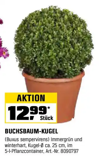 OBI BUCHSBAUM-KUGEL Angebot