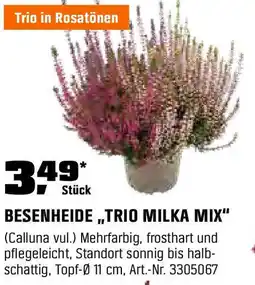 OBI BESENHEIDE,TRIO MILKA MIX" (Calluna vul.) Angebot