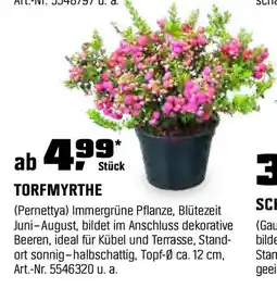 OBI TORFMYRTHE Angebot