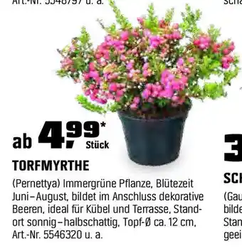 OBI TORFMYRTHE Angebot