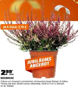 OBI BESENHEIDE Angebot