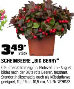 OBI SCHEINBEERE ,,BIG BERRY" Angebot