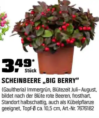 OBI SCHEINBEERE ,,BIG BERRY" Angebot