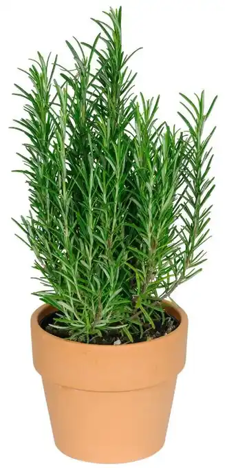 Kaufland Kräuter in Terrakotta Angebot