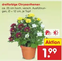 Netto Marken-Discount Dreifarbige chrysanthemen Angebot