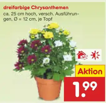 Netto Marken-Discount Dreifarbige chrysanthemen Angebot