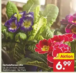 Netto Marken-Discount Herbstpflanzen mix Angebot