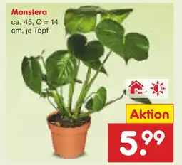 Netto Marken-Discount Monstera Angebot
