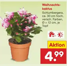 Netto Marken-Discount Weihnachtskaktus Angebot