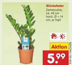 Netto Marken-Discount Glücksfeder Angebot