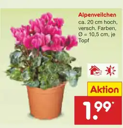 Netto Marken-Discount Alpenveilchen Angebot