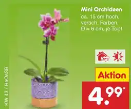 Netto Marken-Discount Mini orchideen Angebot