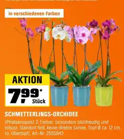 OBI Schmetterlings-orchidee Angebot
