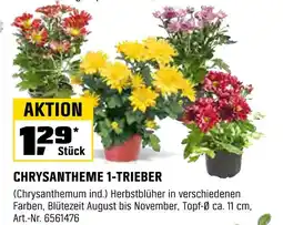 OBI Chrysantheme 1-trieber Angebot